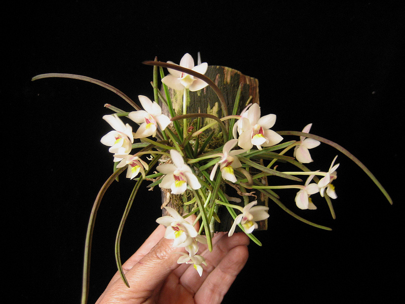 Holcoglossum.jpg