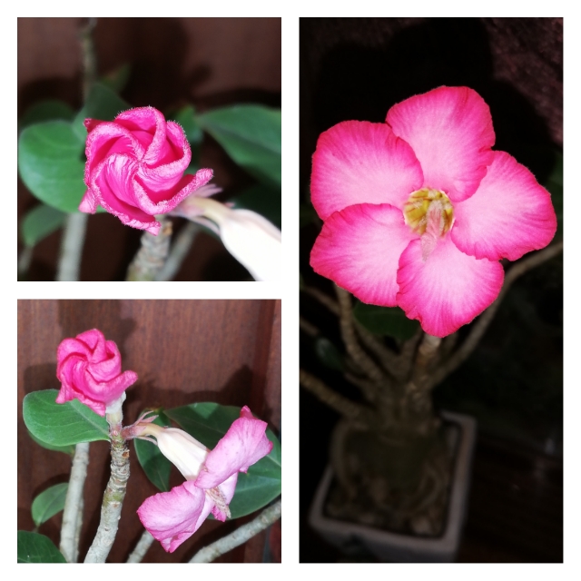 pixlr_20180930130300299.jpg