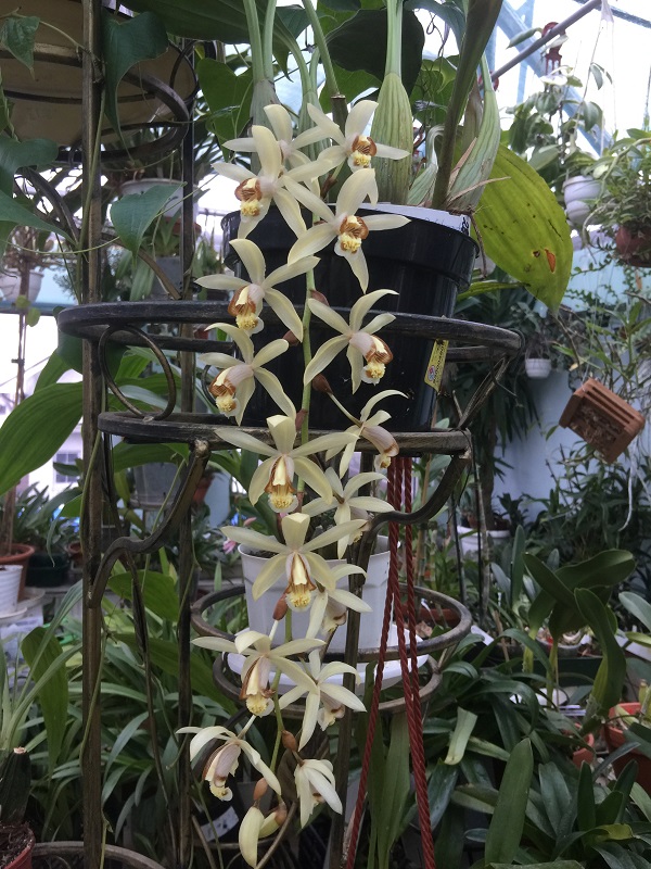 coelogyne massangeana.JPG