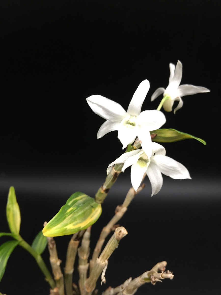Dendrobium moniliforme GOKKINAGASI.JPG