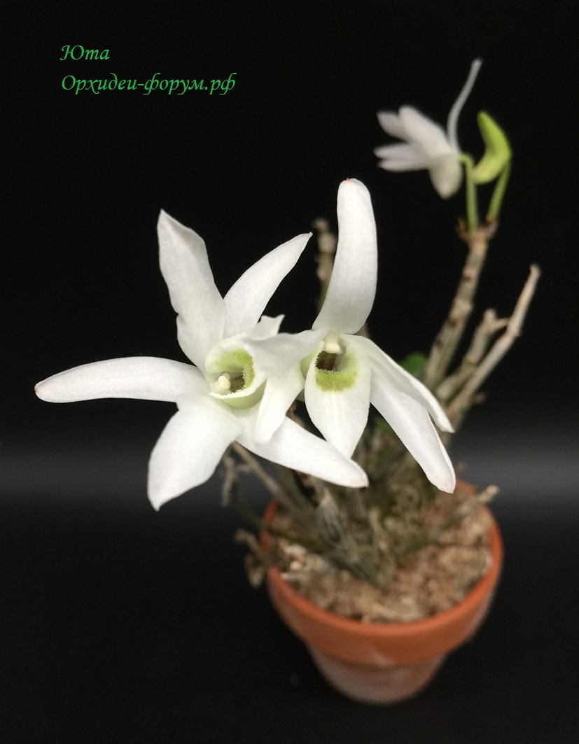 Dendrobium moniliforme.JPG