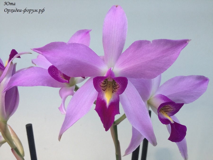 Laelia anceps (2).JPG