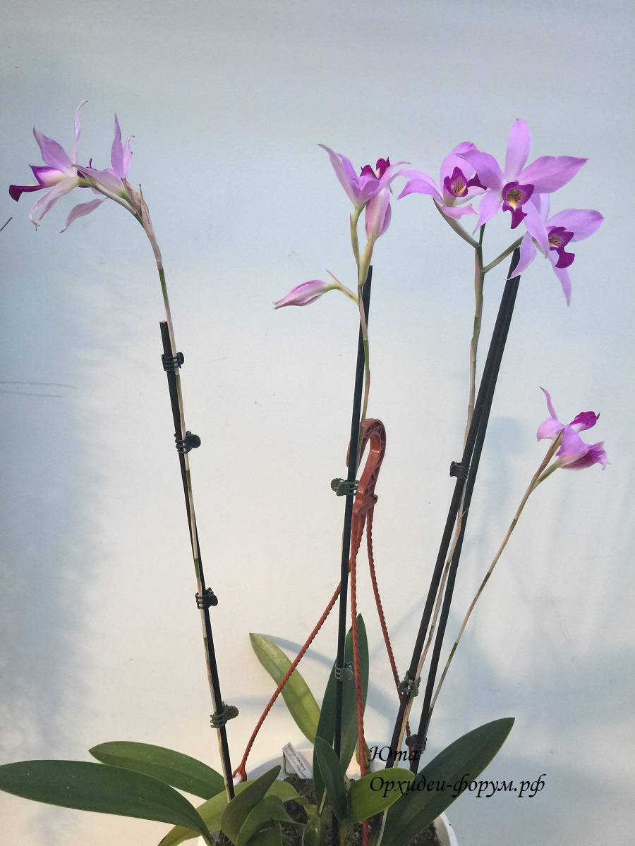 Laelia anceps.JPG