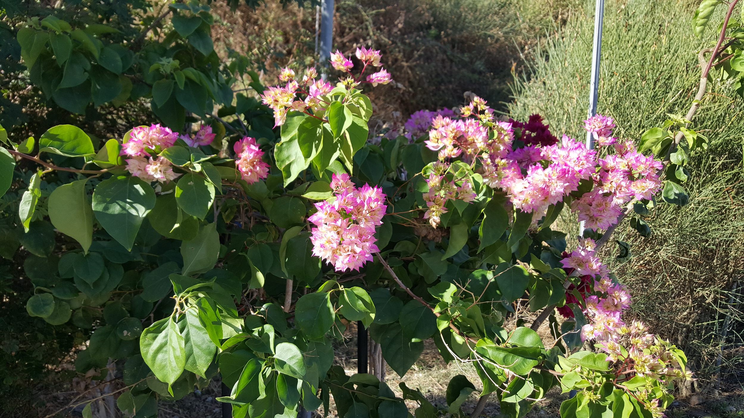 20161001_102148_001.jpg