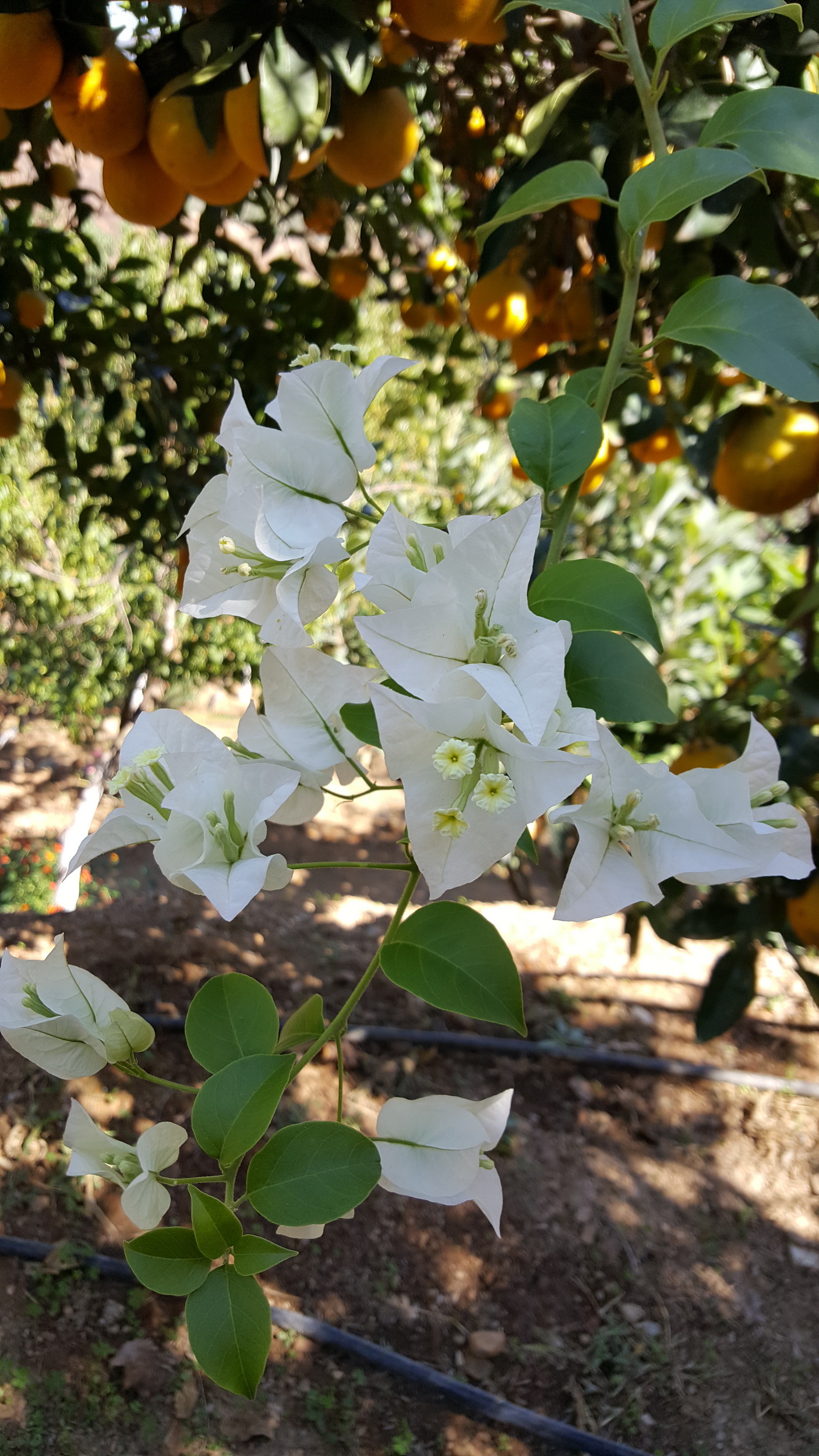 20161001_121710.jpg