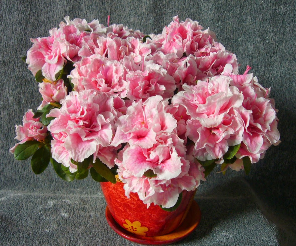 Азалия ( Azalea) (2).jpg