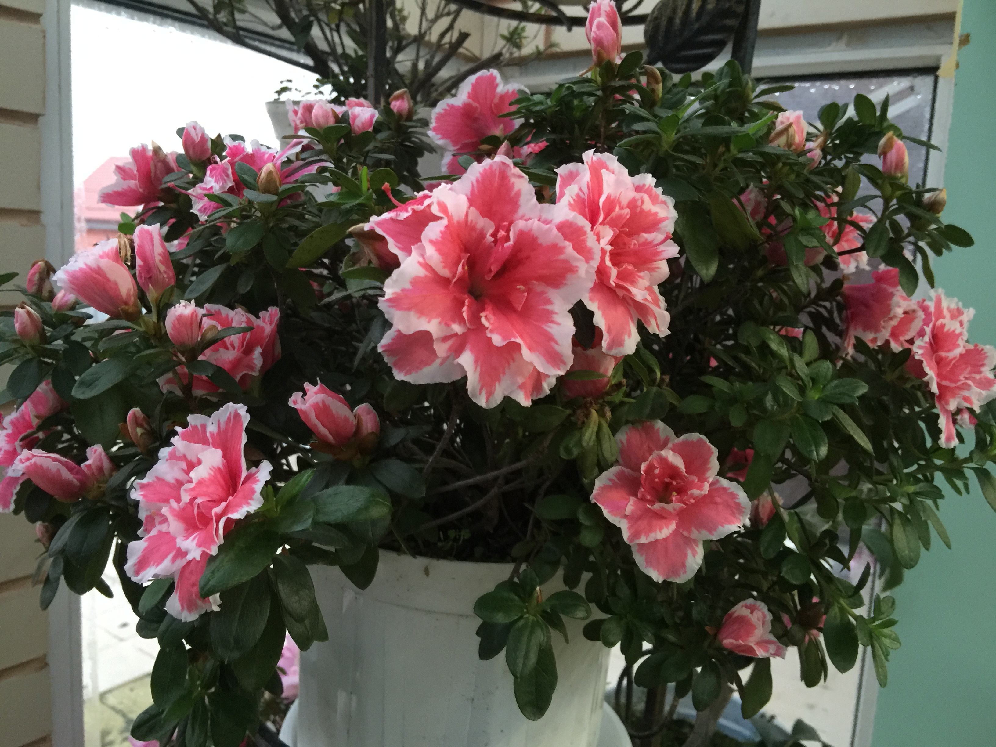 Азалия ( Azalea) (2).JPG