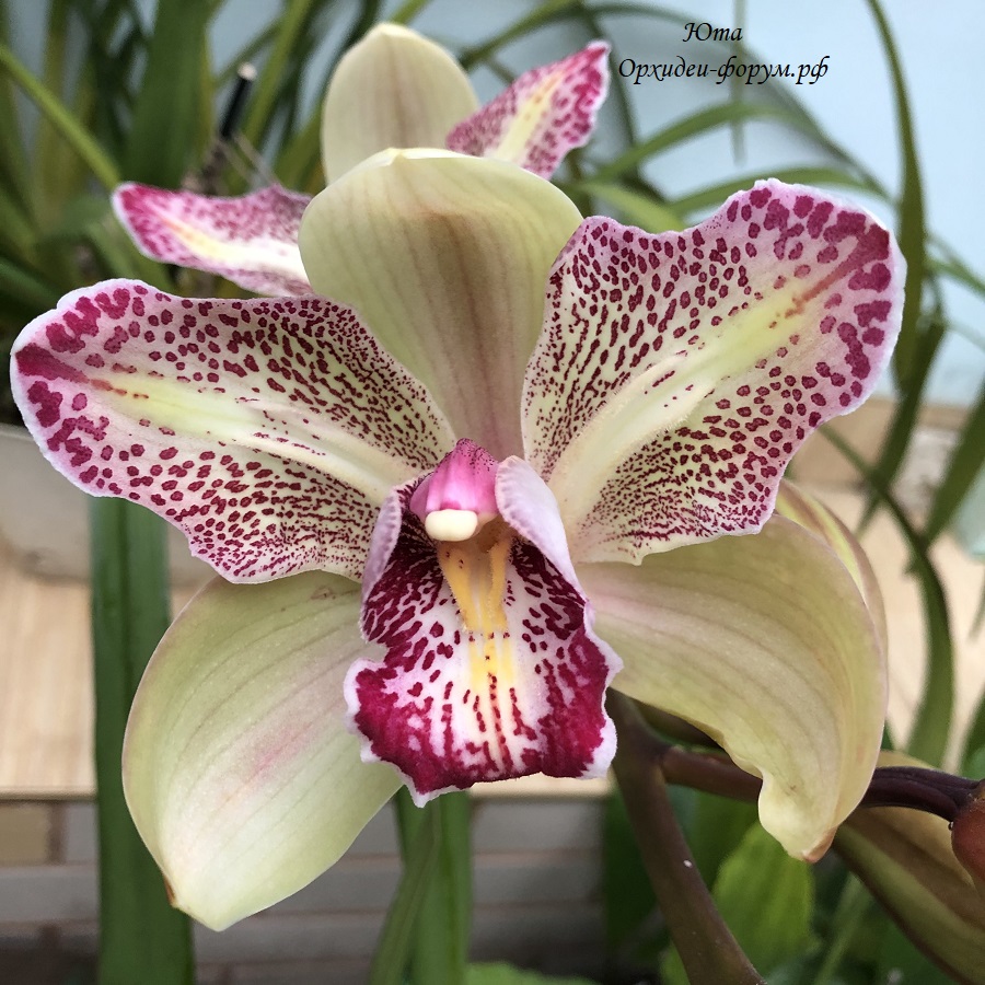 Cymbidium Isle 'Flamingo'.JPG