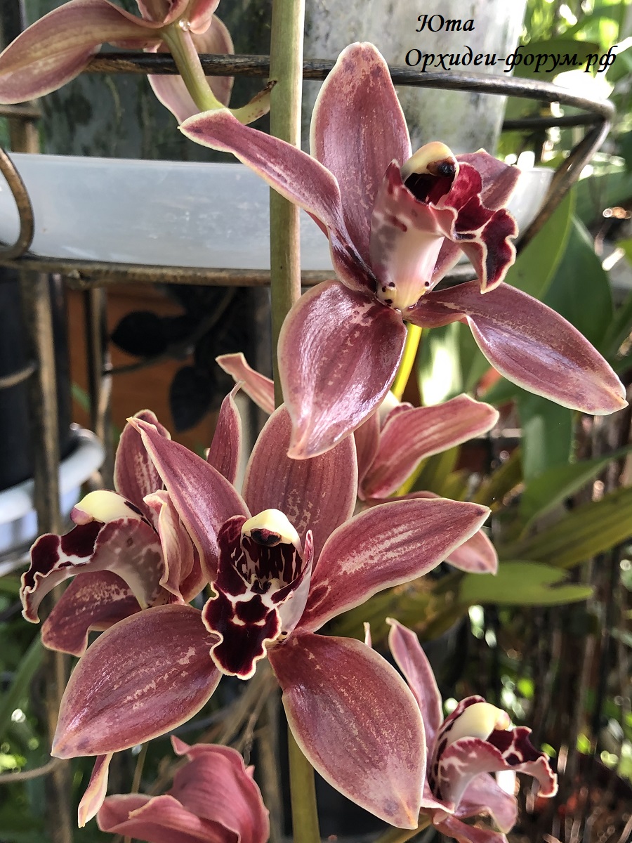 Cymbidium Art's ' Debrito' s Bravo' 2.JPG