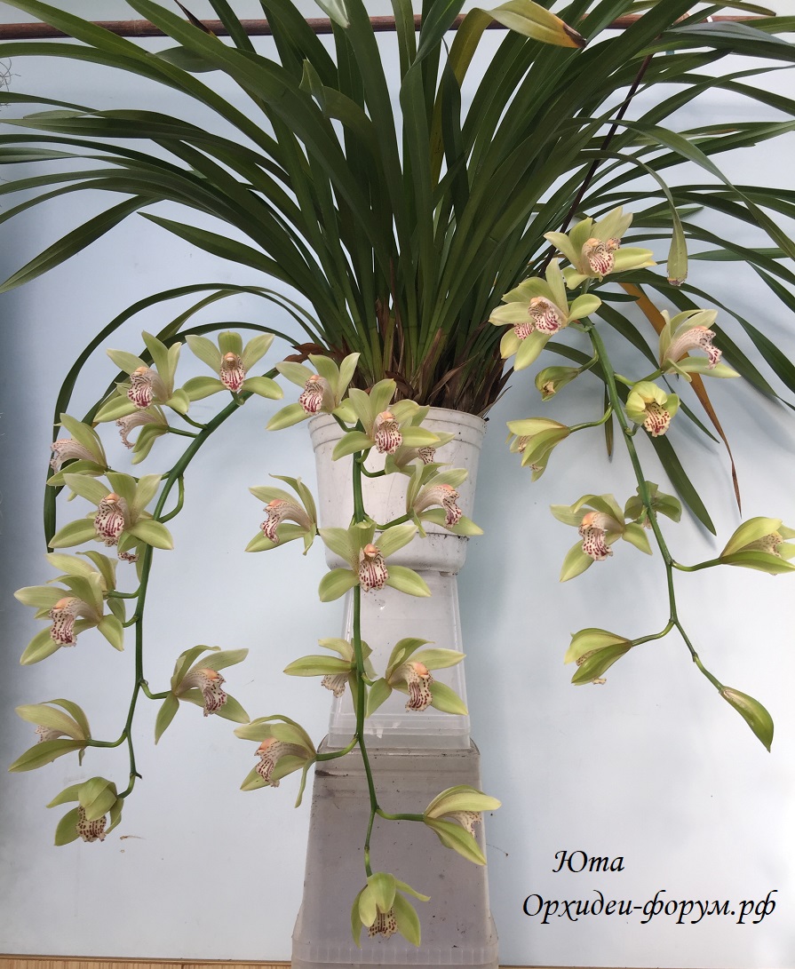 cymbidium sichuanicum 2.JPG
