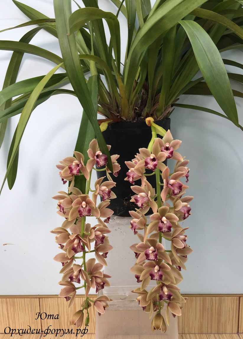Cymbidium Mary Green Spring Wind 1.JPG