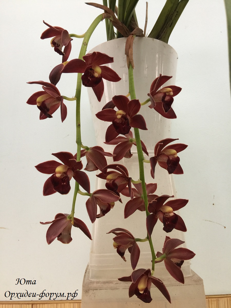 Cymbidium Cali Night Geyserland.JPG