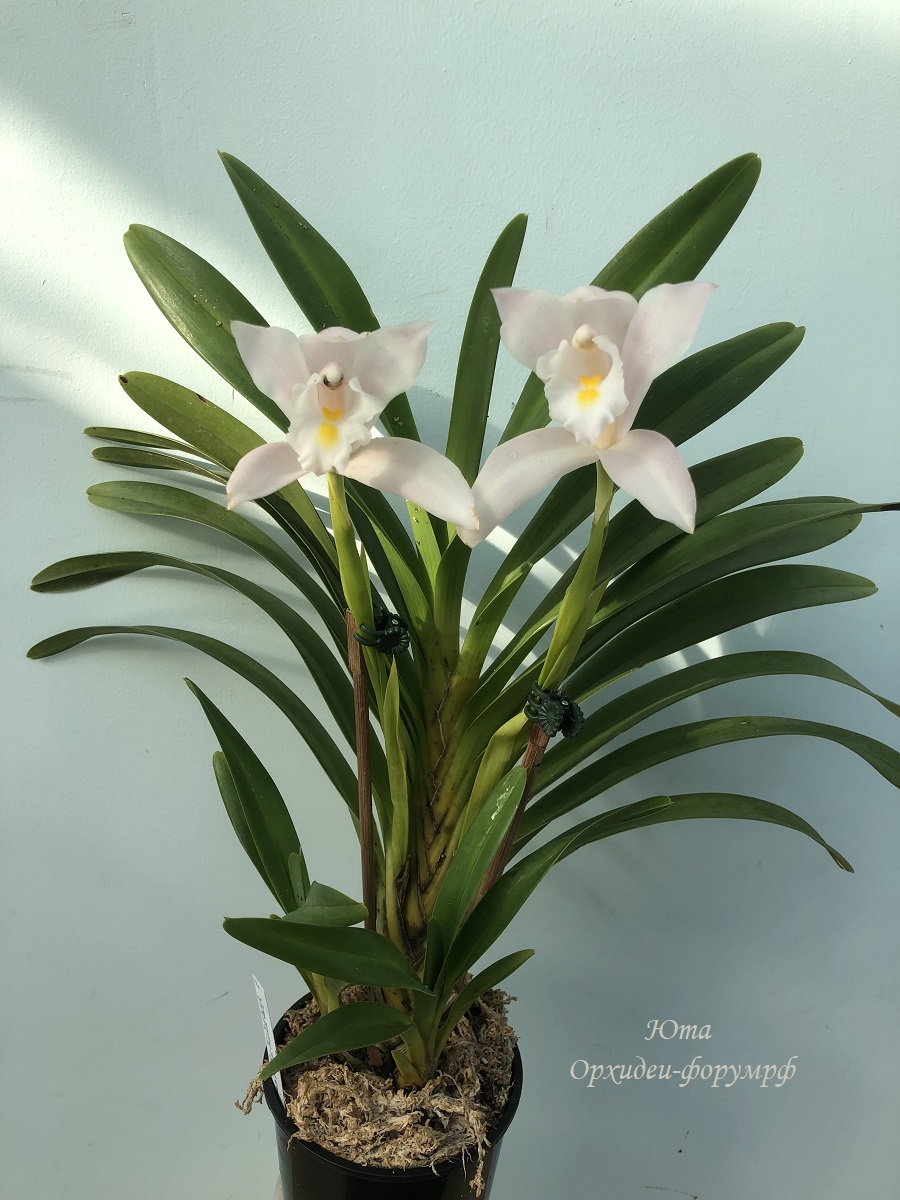 Cymbidium wadae  Tokai City x self TAIYO.JPG