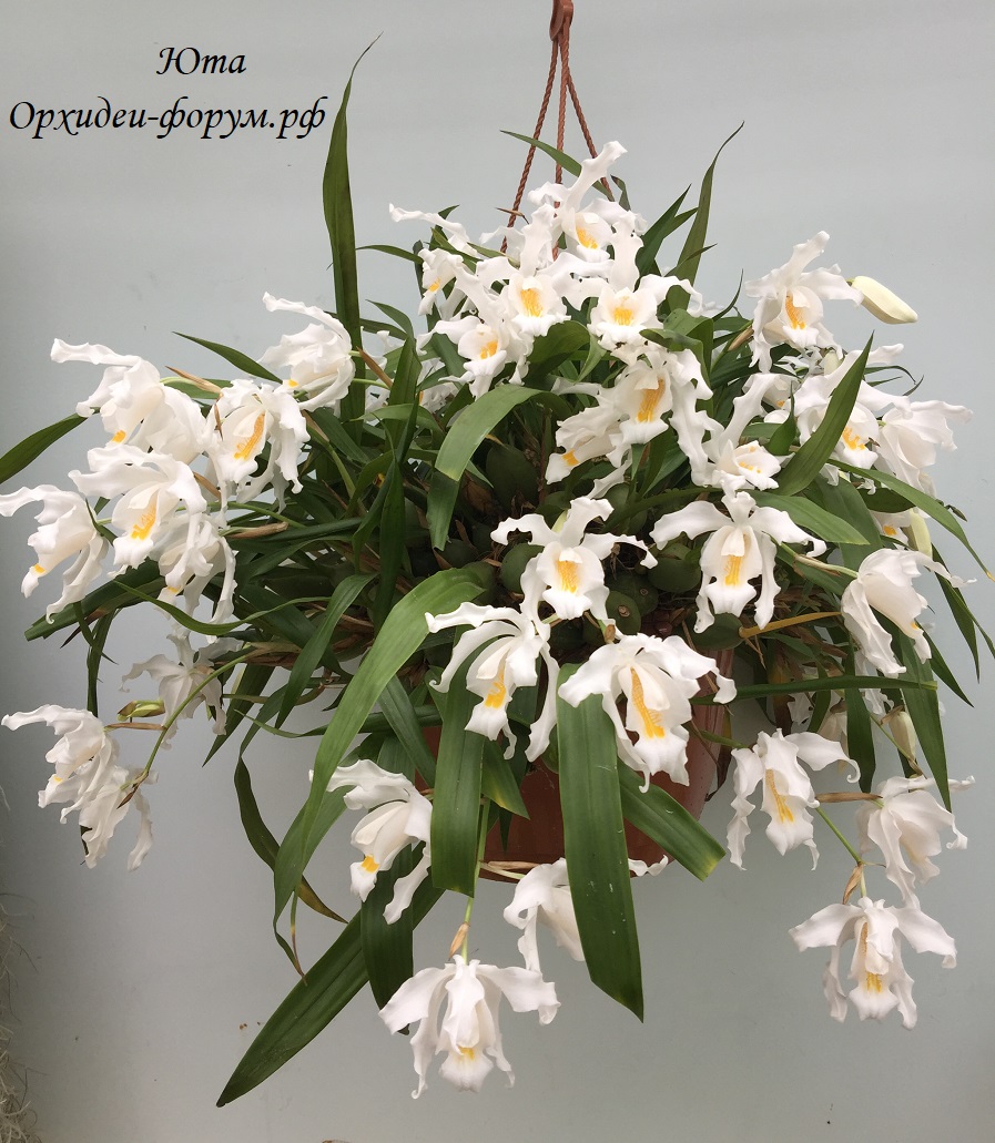 coelogyne cristata.JPG
