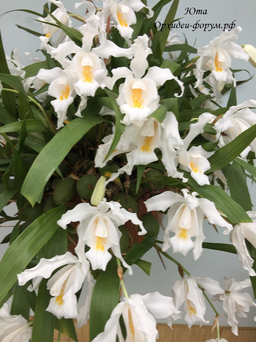 coelogyne cristata (2).JPG
