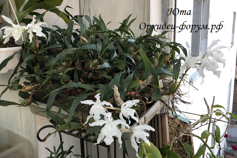 Coelogyne cristata var. hololeuca Orchideen Garten 2.2019.JPG