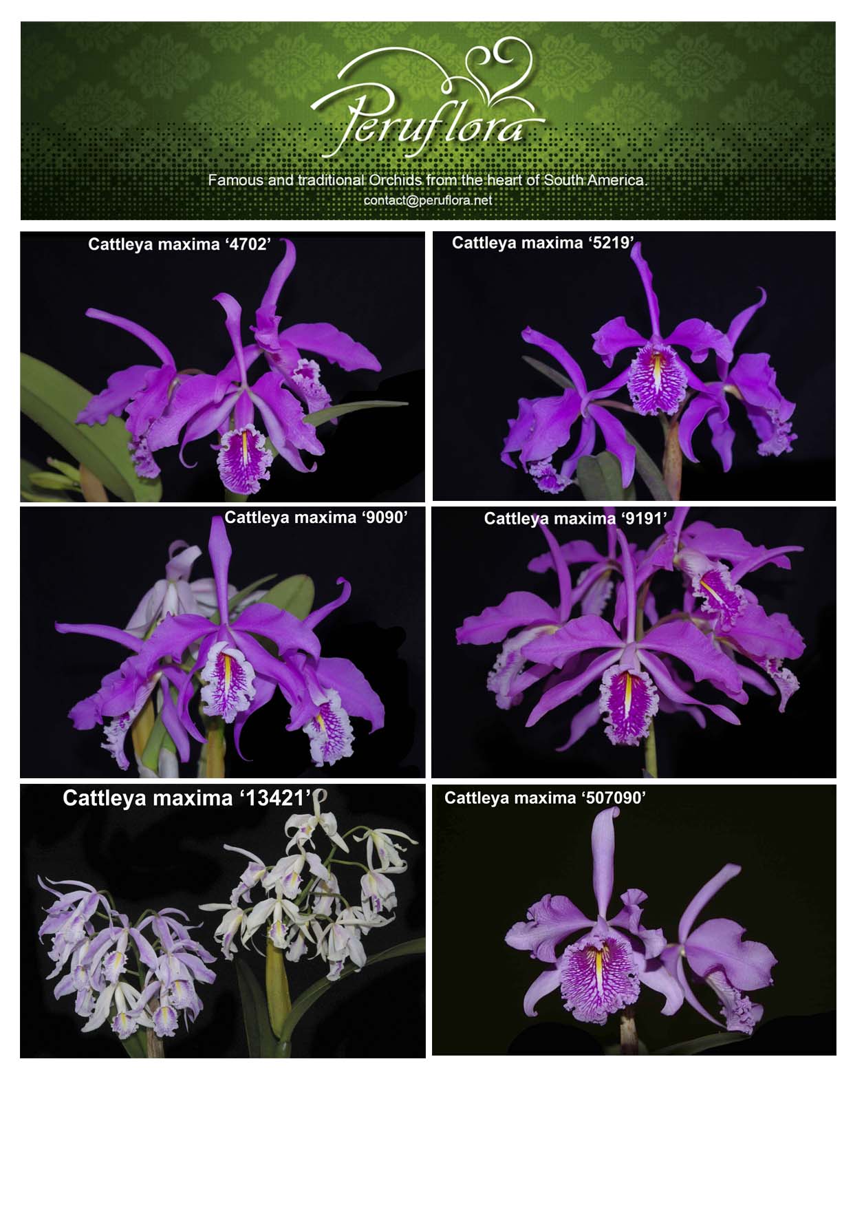 CATTLEYA, PAGE 2.jpg