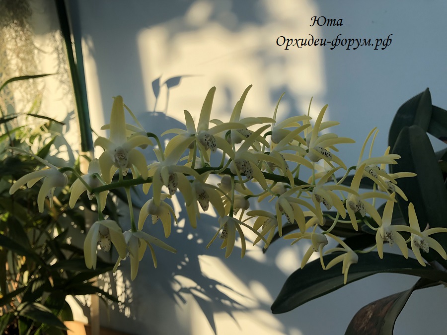 dendrobium speciosum (2).JPG