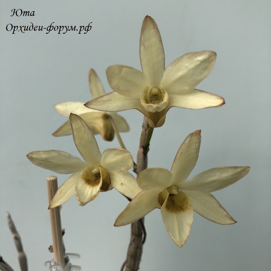 Dendrobium moniliforme kokan.JPG