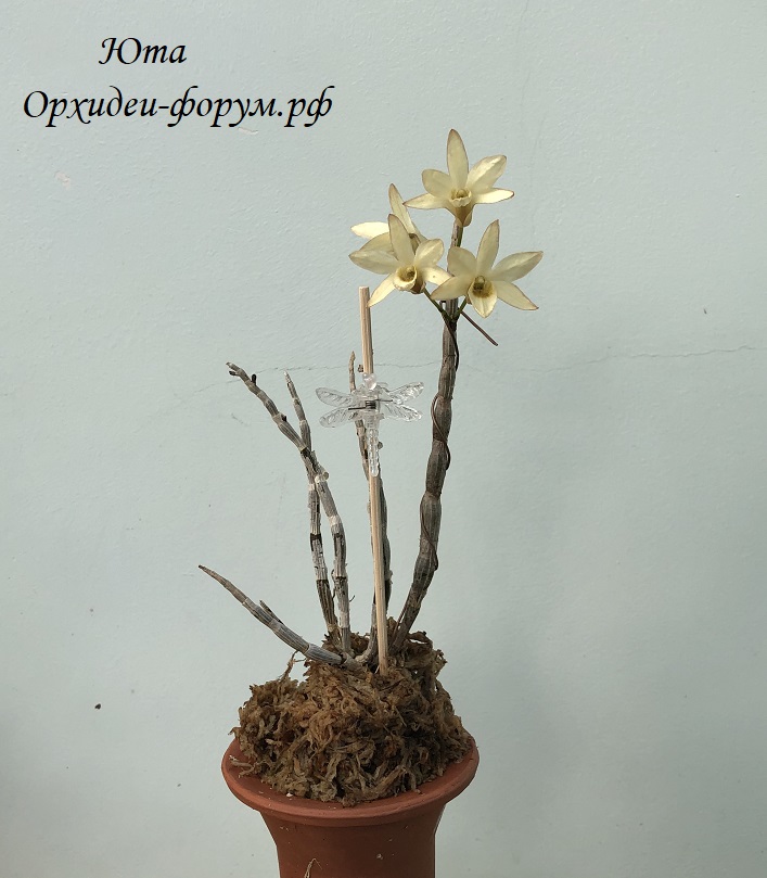Dendrobium moniliforme kokan (2).JPG