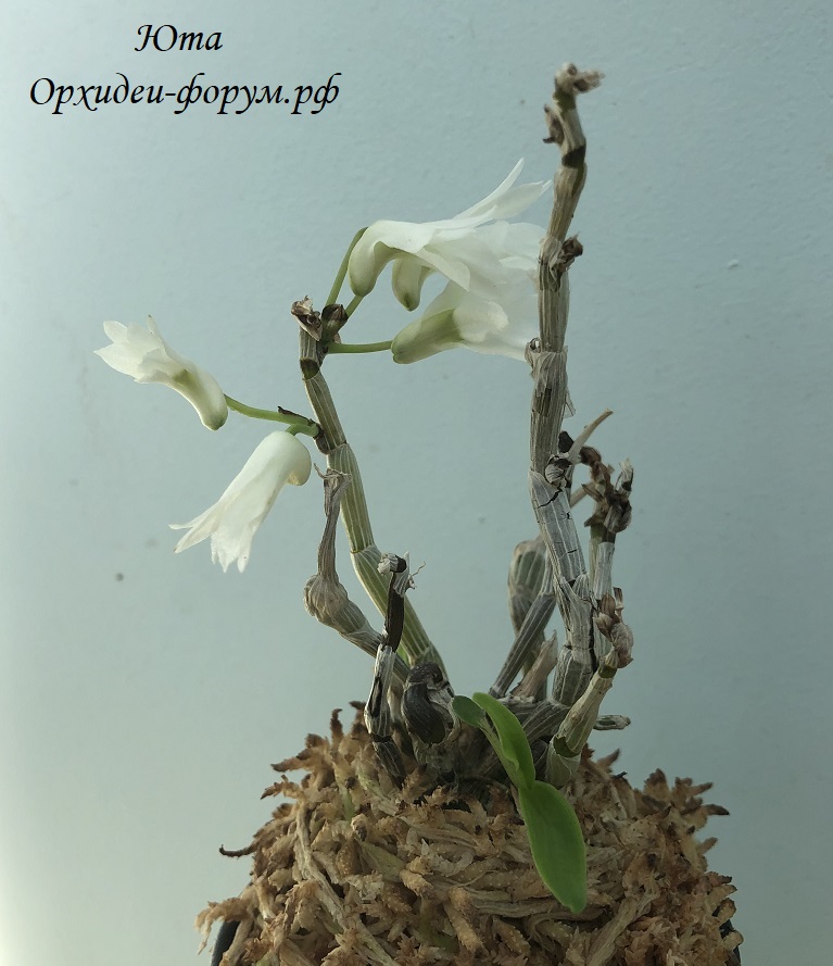 Dendrobium moniliforme yuryunomai 1.JPG