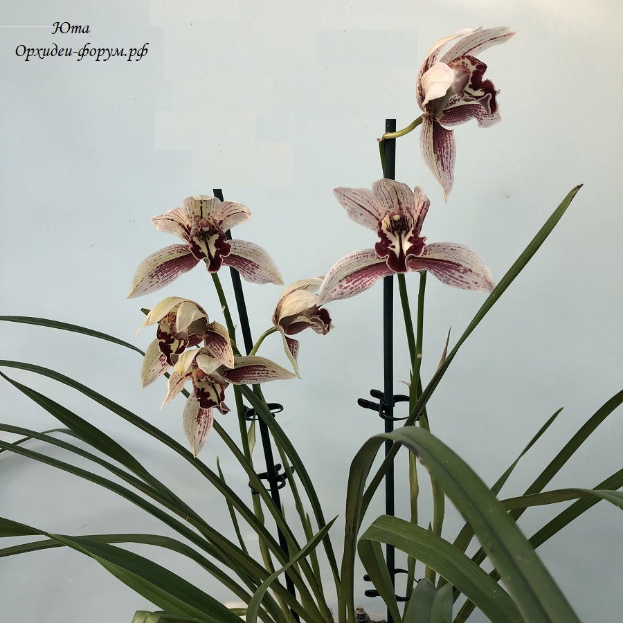 cymbidium Dr. Pepper 'Steve' Santa Barbara Orchid.JPG