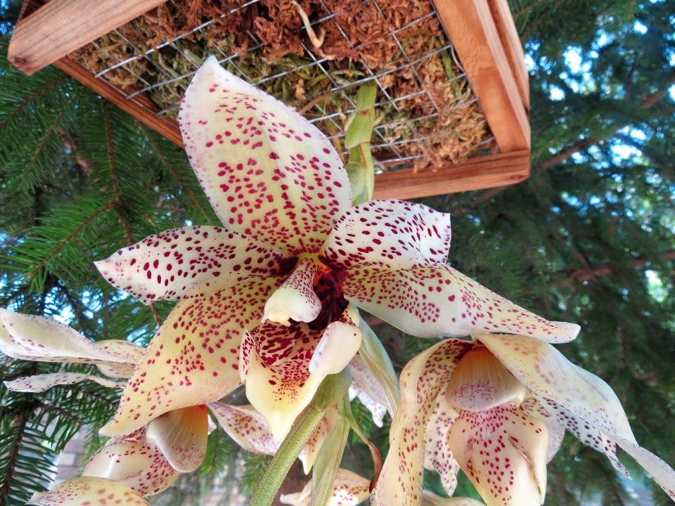 acineta superba x stan nigra x stan. floertiana.jpg