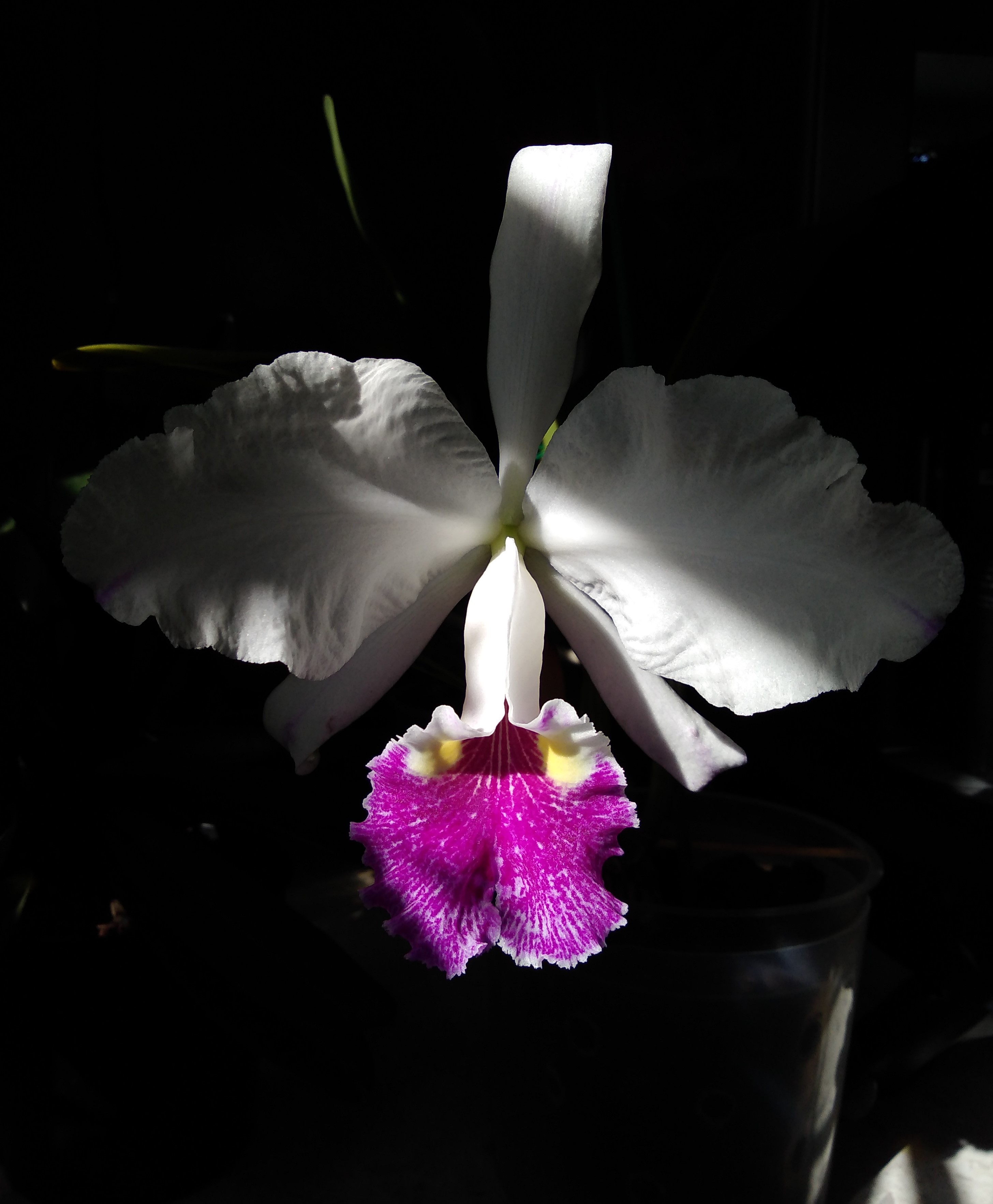 Cattleya lueddemanniana semi-alba.jpg