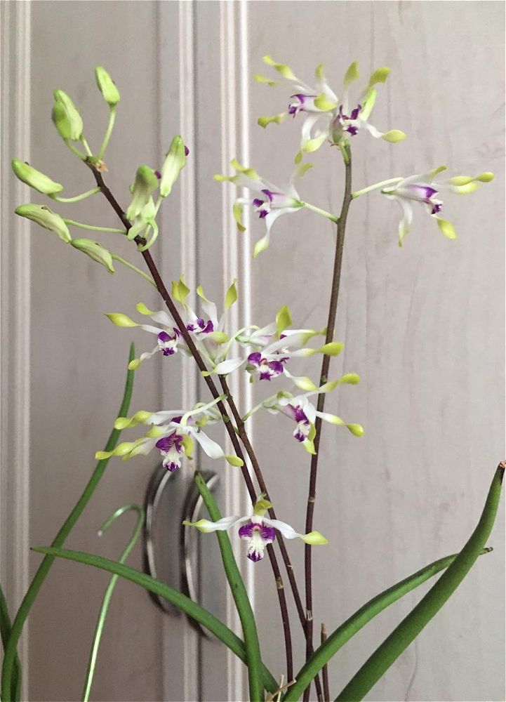 Dendrobium canaliculatum.jpeg