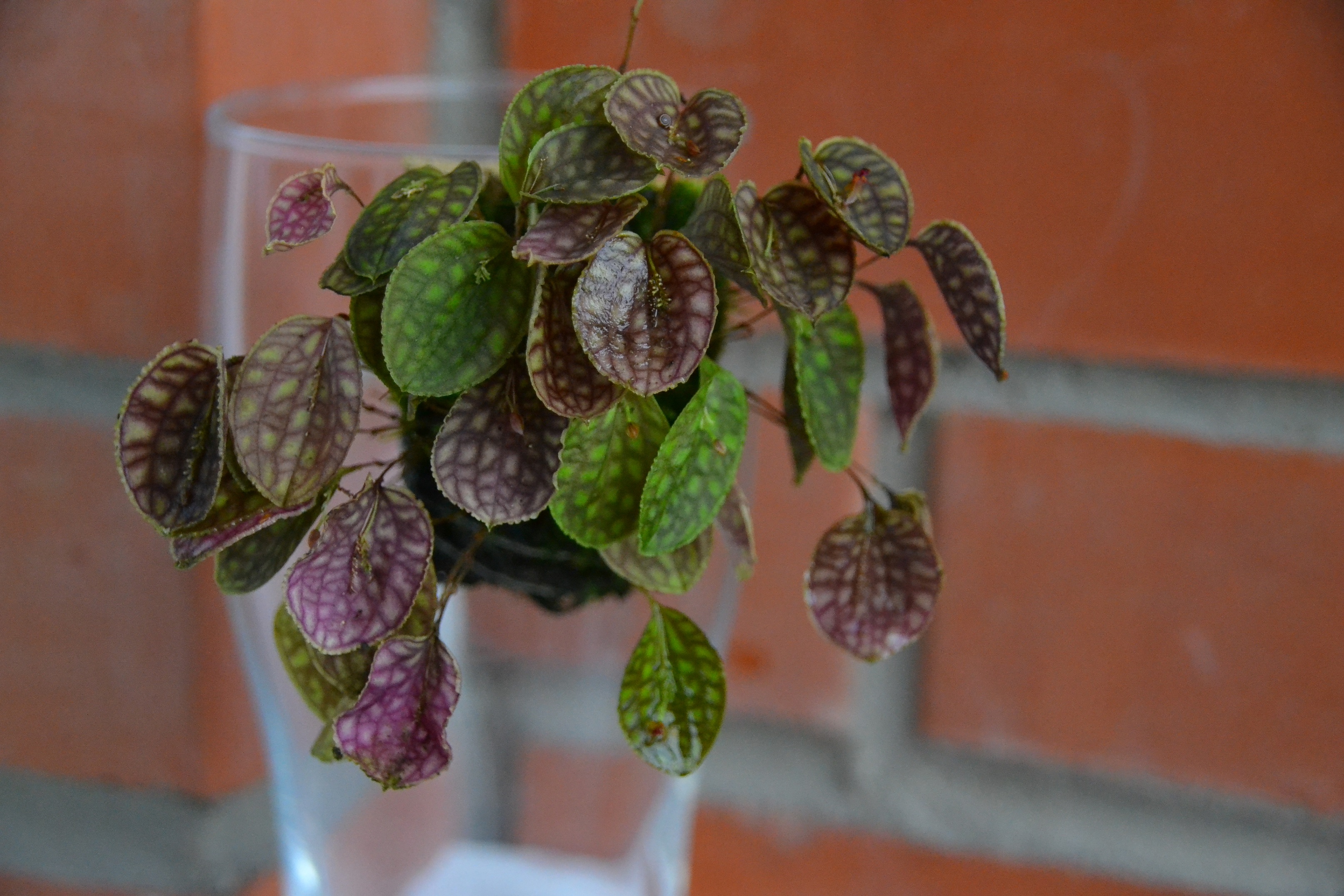 Lepanthes calodictyon.JPG