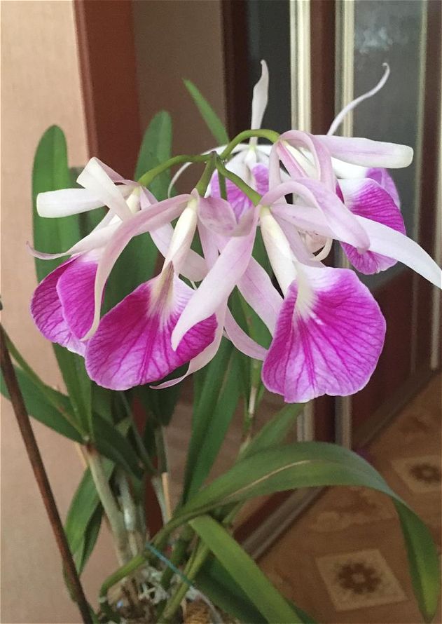 Brassolaelia Morning Glory 'Valentine Kiss'.jpeg