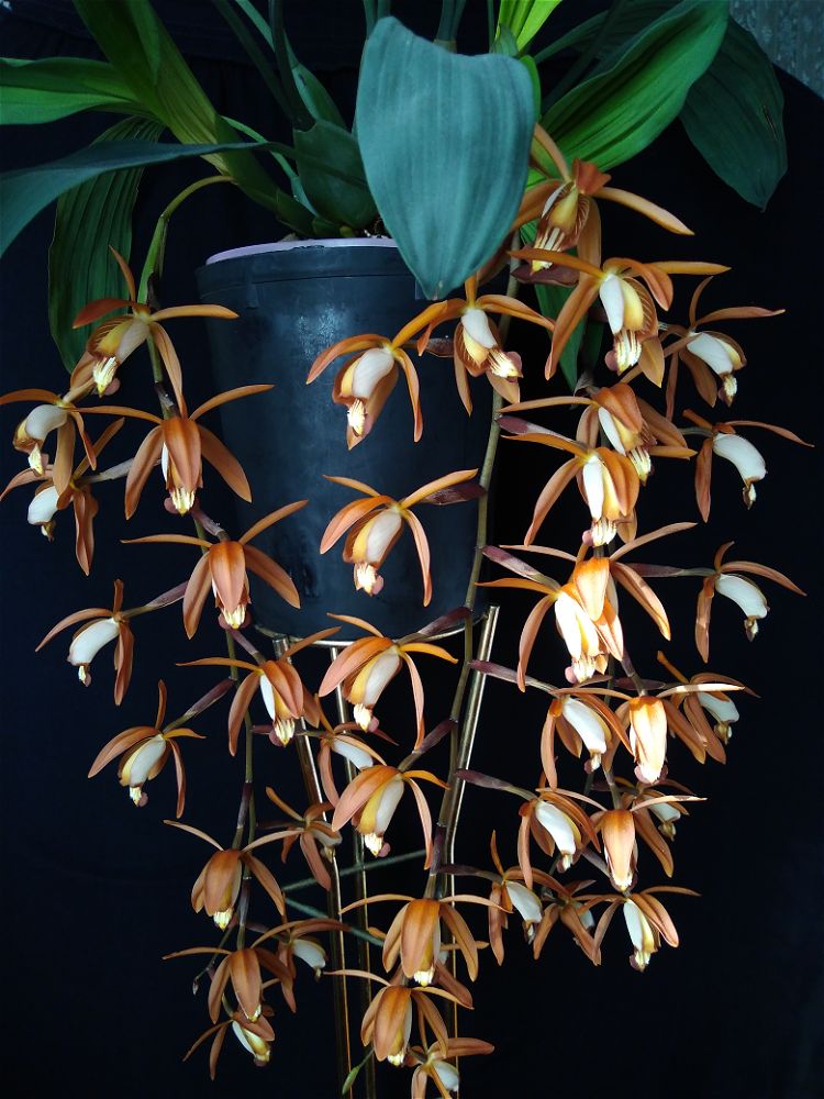Coelogyne odoardi.jpeg
