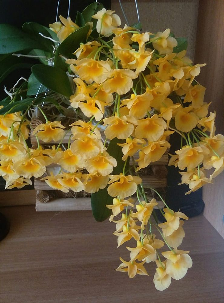 Dendrobium aggregatum.jpeg