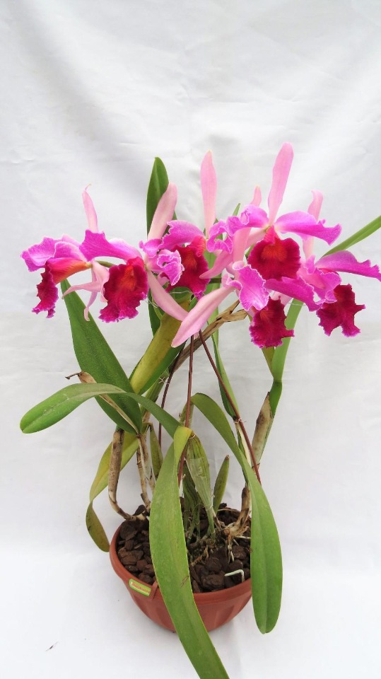 laelia purpurata var atropurpurea x c. dowiana 4n.jpg
