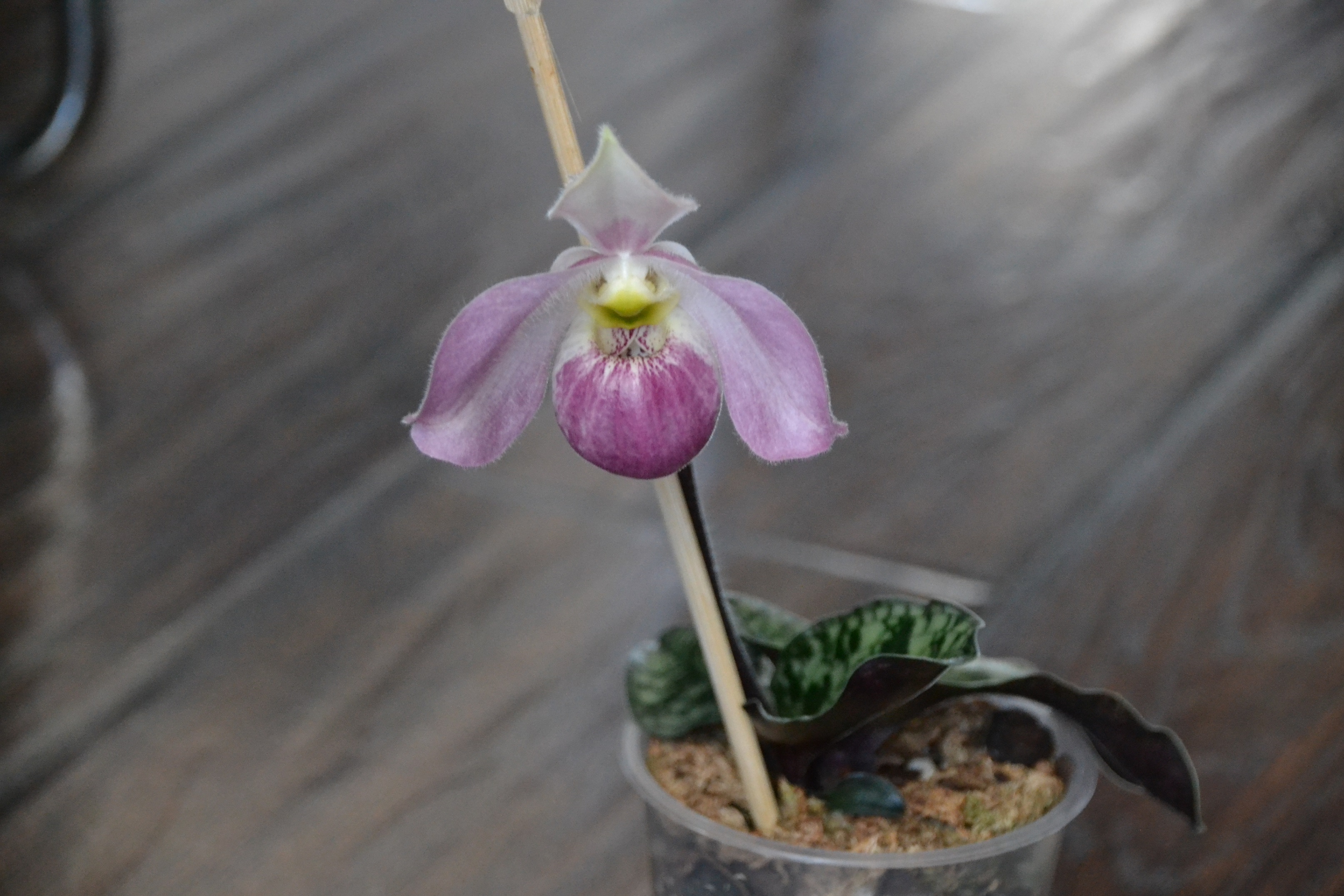 Paphiopedilum vietnamense.JPG