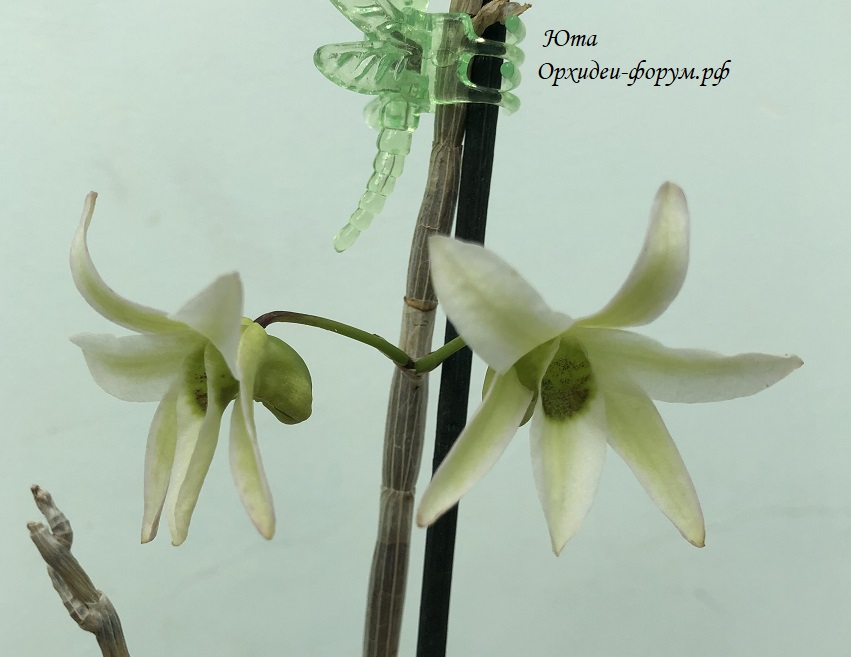 Dendrobium moniliforme Ryokaho.JPG