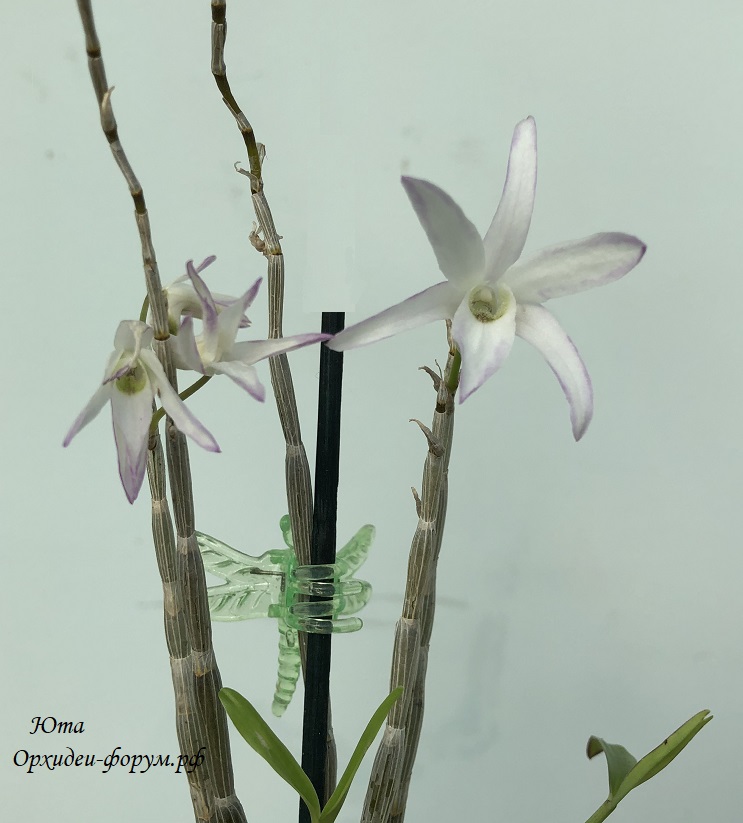 Dendrobium moniliforme kittyо.JPG