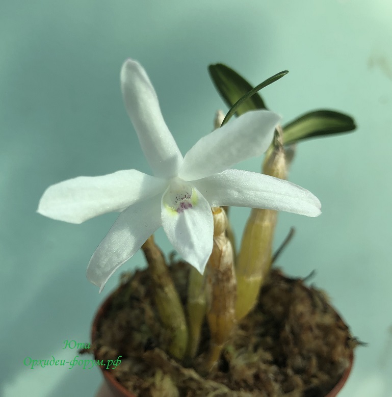Dendrobium moniliforme zuiho.JPG