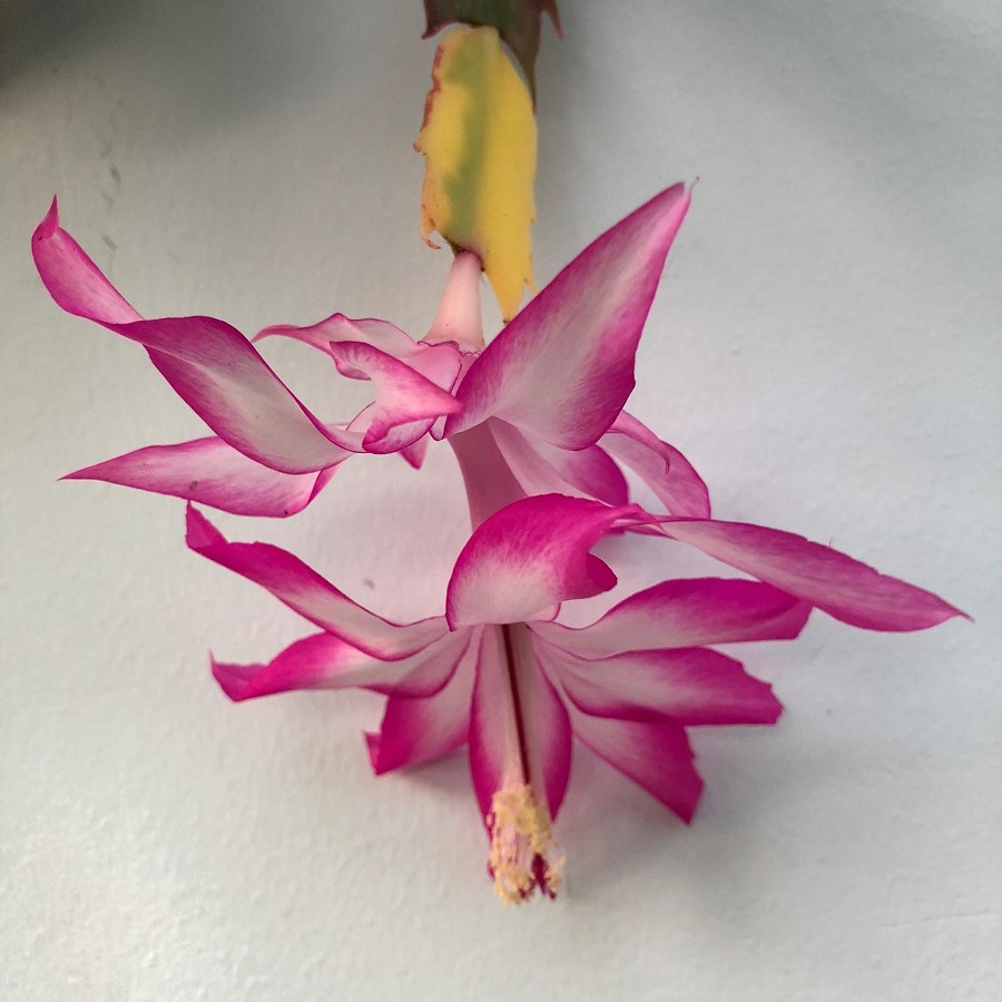 Schlumbergera.jpg