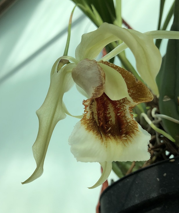 Coelogyne Orchideengarten Sabine (speciosa x Mem. Micholitz) (2).JPG