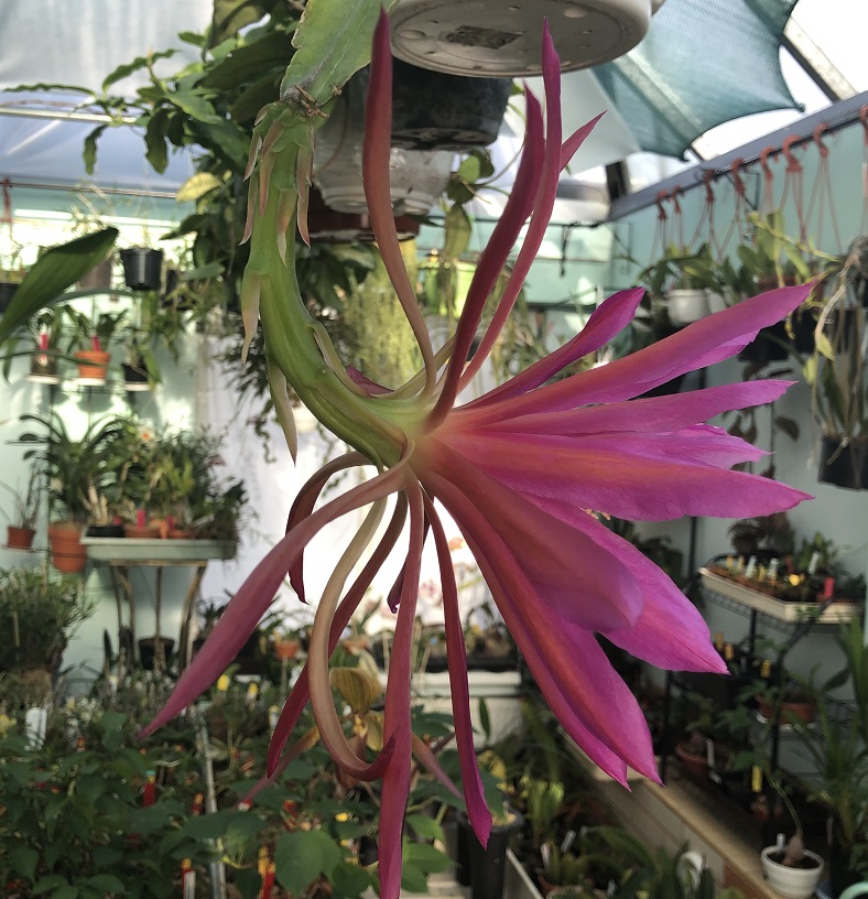 epiphyllum Raspberry Ribbon (2).JPG