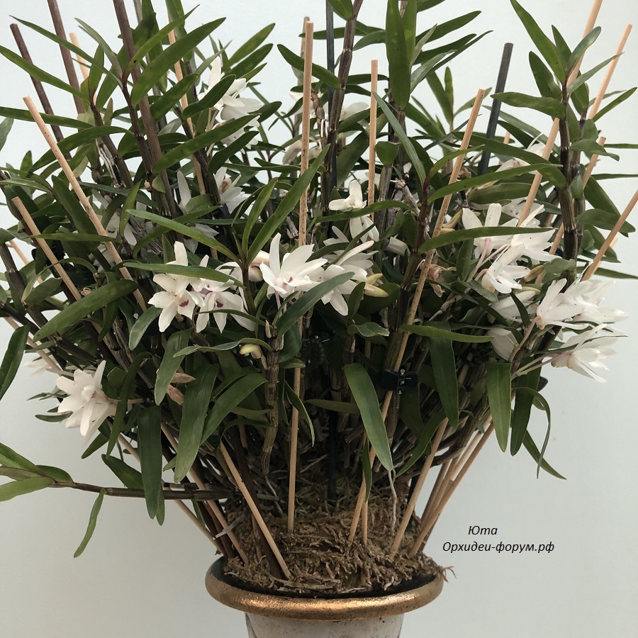 Dendrobium moniliforme Tenshikou (2).JPG