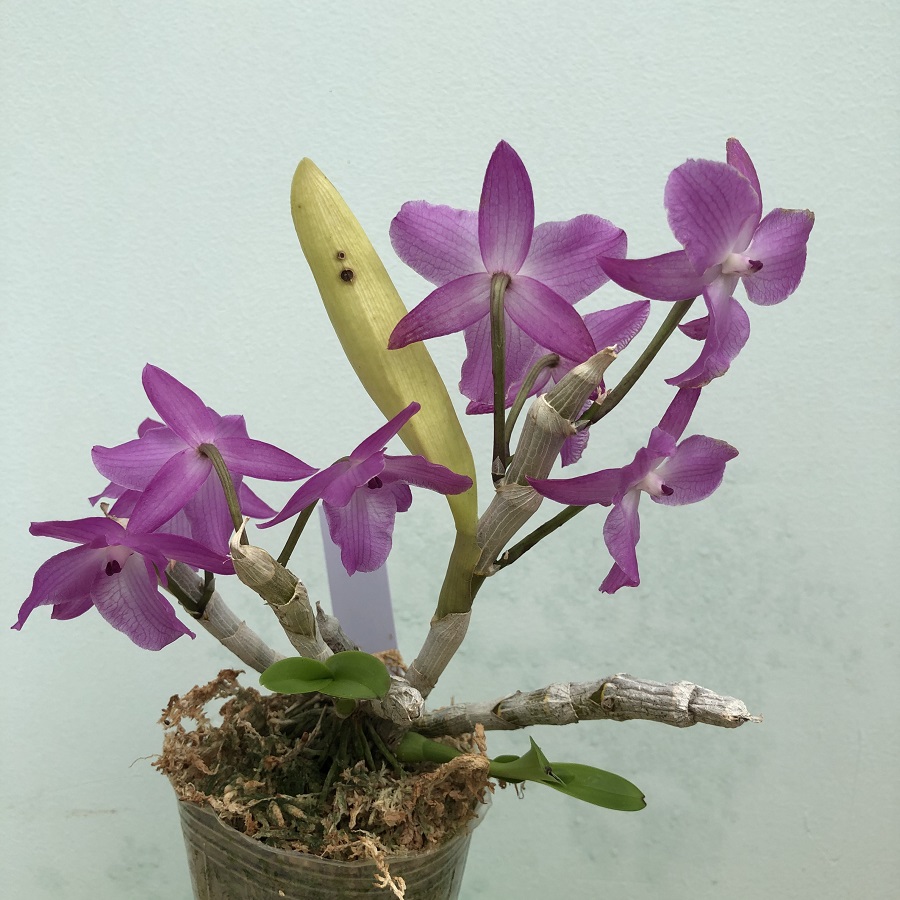 Dendrobium parishi  petaloid form, not peloric (2).JPG