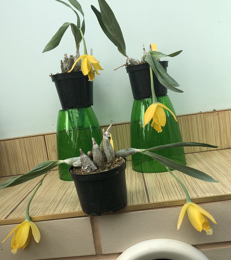 Euchile (Encyclia) citrina (3).JPG