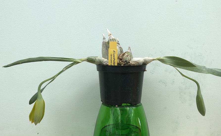 Euchile (Encyclia) citrina (4).JPG