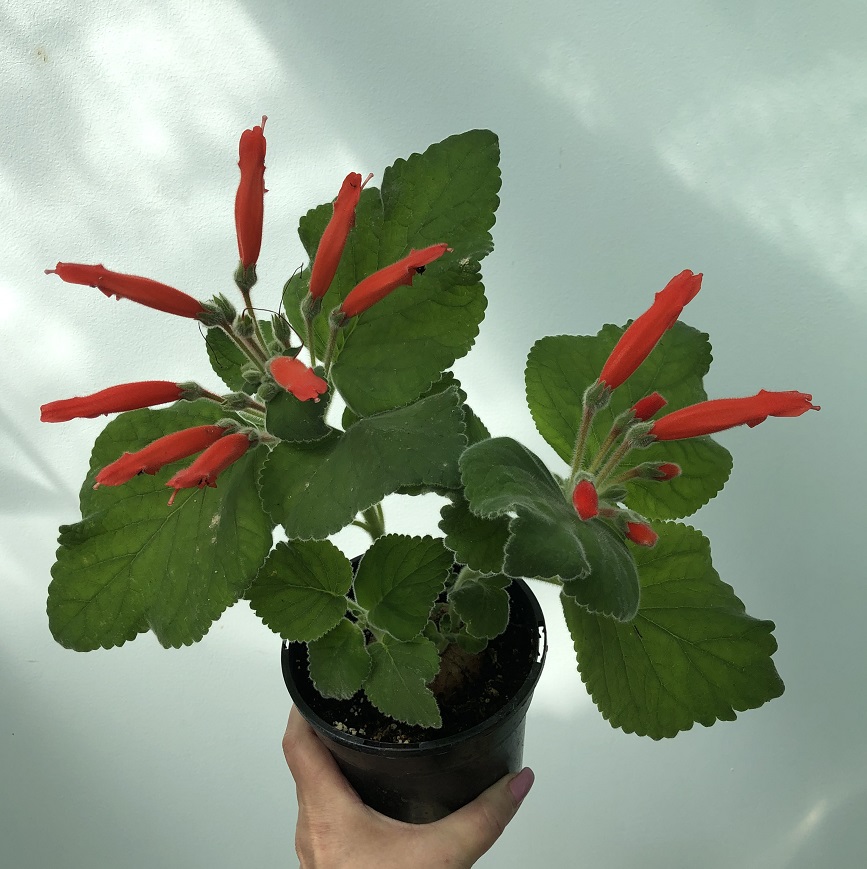sinningia cardinalis.JPG