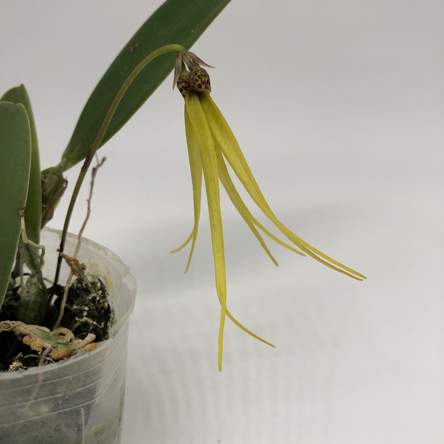 Bulbophyllum thiurum.JPG