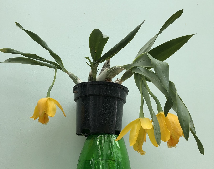 Encyclia Citrina (Euchile Citrina).JPG