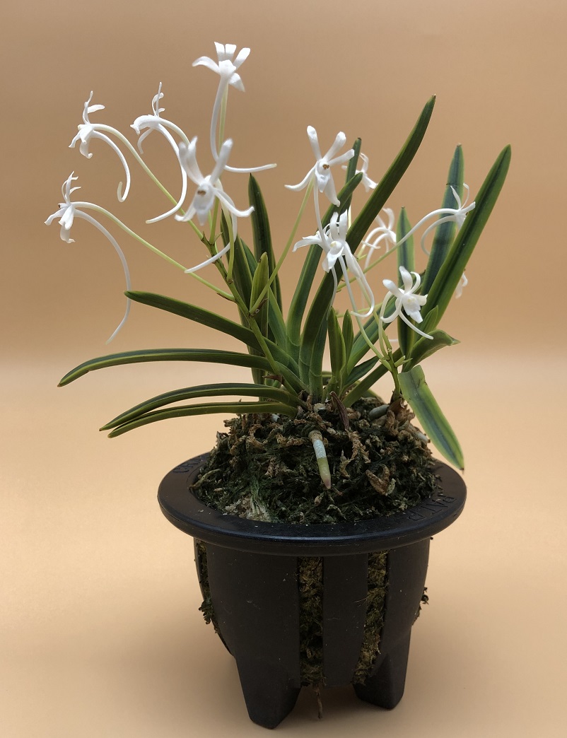 neofinetia falcata Choseiden 長生殿.JPG