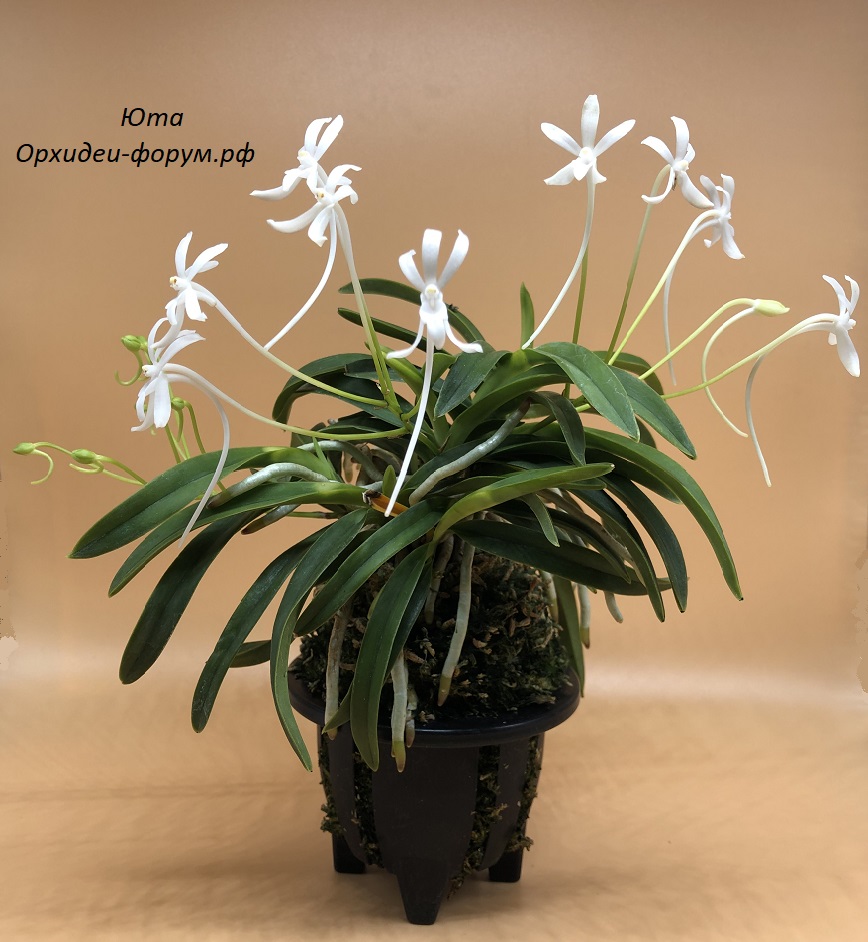 Neofinetia falcata Daiunkai 大雲海.JPG